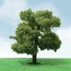 Sycamore Trees - Pro Elite -- 8′ 20.3cm, O, JTT Miniature Tree 92410