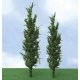 Poplar Trees - Pro Elite -- 7 - 8′ 17.8 - 20.3cm pkg(2), O, JTT Miniature Tree 92418