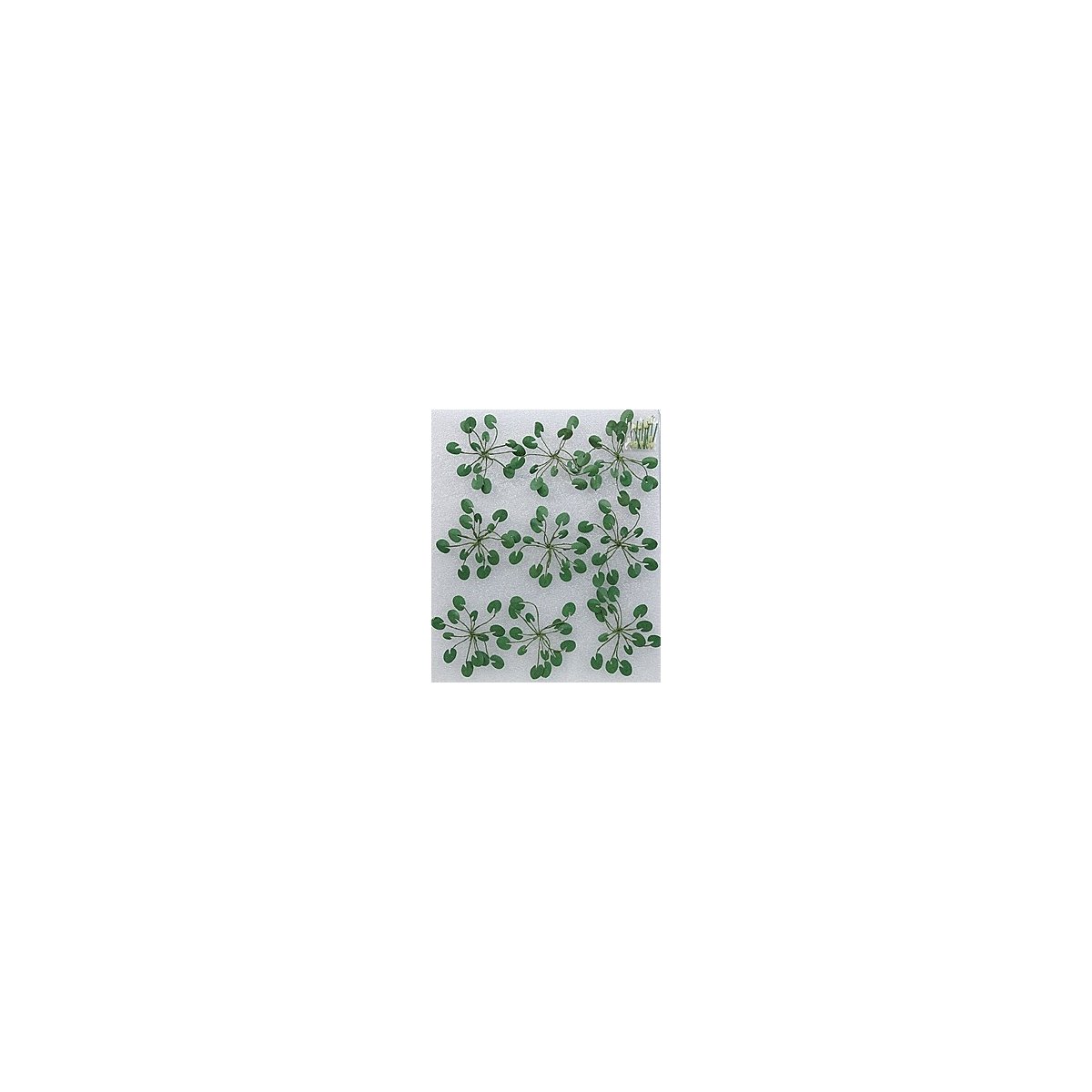 Lily Pads -- 1-1/2′ 3.8cm Wide pkg(9), O, JTT Miniature Tree 95538