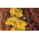 Fine Leaf Foliage(TM) - 75 Cu. In. 1.2 Cu. m. -- Fall Mix, All Scales, Woodland Scenics 1135