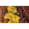 Fine Leaf Foliage(TM) - 75 Cu. In. 1.2 Cu. m. -- Fall Mix, All Scales, Woodland Scenics 1135