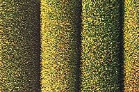 Large Grass Mat - 39-3/8 x 31-1/2′ 100 x 80cm -- Dark Green, All Scales, Busch Gmbh & Co Kg 7220