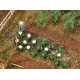 Cabbage & Cauliflower Heads -- 10 of Each, HO, Faller Gmbh 181257