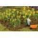 Sunflowers -- pkg(16), All Scales, Faller Gmbh 181256