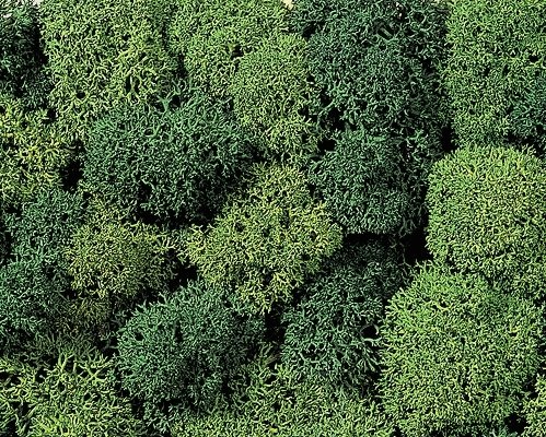 Lichen Double-Pack - 2-3/4oz 78g -- Light & Dark Green, All Scales, Noch Gmbh & Co 8621