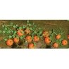 Pumpkins -- 1-3/8′ 3.5cm Long pkg(6), HO, JTT Miniature Tree 95531