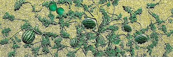 Watermelon Patch -- pkg(4), O, JTT Miniature Tree 95576