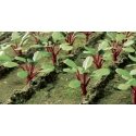 Rhubarb Plants -- pkg(28), HO, JTT Miniature Tree 95592