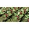 Rhubarb Plants -- pkg(28), HO, JTT Miniature Tree 95592