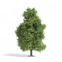 Spring Aspen Tree - Exclusive -- 5-7/8′ 15cm Tall, HO, Busch Gmbh & Co Kg 3741