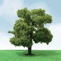 Sycamore Trees - Pro Elite -- 2 - 2-1/4′ 5.1 - 5.7cm pkg(3), N, JTT Miniature Tree 92210
