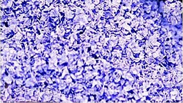 SuperLeaf Flowering Blossom 16oz Shaker -- Lavender, All Scales, Scenic Express 6562