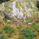 Wolf Pack -- pkg(10), HO, Busch Gmbh & Co Kg 1193