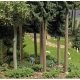 Picking Forest Blueberries - Action Set -- 2 Figures, 2-3/4 x 2-1/4′ 8 x 7cm Blueberry Patch,, HO, Busch Gmbh & Co Kg 7956