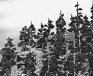 Forest Kits pkg(24) -- Pine Trees - 2 to 4′ 5.1 to 10.2cm Tall, ALL, Woodland Scenics 27