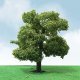 Pro-Elite Series Tree -- Sycamore 3-1/2 to 4′ 8.9 to 10.2cm Tall pkg(2), HO, JTT Miniature Tree 92310