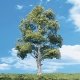 Woodland Classic Trees(R) Ready Made - Waters Edge -- 5 to 6′ 12.7 to 15.2cm Tall pkg(2, All Scales, Woodland Scenics 3536