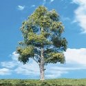 Woodland Classic Trees(R) Ready Made - Waters Edge -- 5 to 6′ 12.7 to 15.2cm Tall pkg(2, All Scales, Woodland Scenics 3536