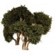 Hardwood Tree -- 6′ 15.2cm pkg(2), All Scales, Grand Central Scenery T30