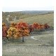 Fall Colors Deciduous Tree Pack - Ready Made Trees(TM) -- 3/4 to 2′ 1.9 to 5.1cm pkg(38, All Scales, Woodland Scenics 1575