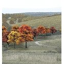 Fall Colors Deciduous Tree Pack - Ready Made Trees(TM) -- 3/4 to 2′ 1.9 to 5.1cm pkg(38, All Scales, Woodland Scenics 1575