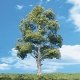 Woodland Classic Trees(R) Ready Made - Waters Edge -- 8 to 9′ 20.3 to 22.8cm Tall pkg(2, All Scales, Woodland Scenics 3539