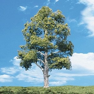 Woodland Classic Trees(R) Ready Made - Waters Edge -- 8 to 9′ 20.3 to 22.8cm Tall pkg(2, All Scales, Woodland Scenics 3539