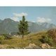 Spruce Tree -- 4-3/4′ 12cm Tall, All Scales, Noch Gmbh & Co 21815
