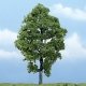 Ready Made Premium Trees(TM) - Deciduous -- Hickory - 5-3/4′ 14.6cm, All Scales, Woodland Scenics 1623
