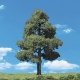 Woodland Classic Trees(R) Ready Made - Sun Kissed -- 6 to 7′ 15.2 to 17.7cm Tall pkg(2), All Scales, Woodland Scenics 3516