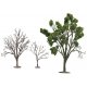Ornamental Bonsai Tree, N, TomyTec Co LTD 266433