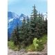 Lodgepole Pine Trees -- 5 to 7′ 15.2 to 20.3cm pkg(2), All Scales, Grand Central Scenery T37