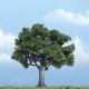 Ready Made Premium Trees(TM) - Deciduous -- Walnut - 4-1/4′ 10.8cm, All Scales, Woodland Scenics 1622