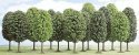 Deciduous Trees -- Assorted, N, Busch Gmbh & Co Kg 6586