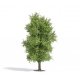 Spring Deciduous Tree - Exclusive -- 4-1/2′ 11.5cm Tall, HO, Busch Gmbh & Co Kg 3721