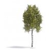 Birch Tree -- Spring 6-11/16′ 17cm Tall, HO, Busch Gmbh & Co Kg 3781