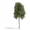Birch Tree -- Summer 6-11/16′ 17cm Tall, HO, Busch Gmbh & Co Kg 3782