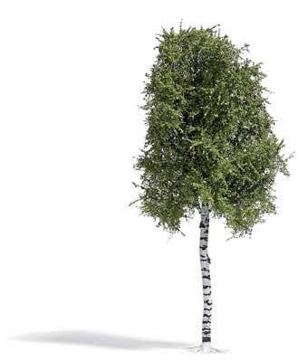 Birch Tree -- Summer 6-11/16′ 17cm Tall, HO, Busch Gmbh & Co Kg 3782