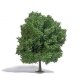 Chestnut Tree -- 8-11/16′ 22cm Tall, HO, Busch Gmbh & Co Kg 3763