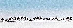 Cows -- Black & White pkg(9), N, Noch Gmbh & Co 36721