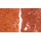 Foliage - 90.7 Square Inches 585 Square cm -- Late Fall Colors, All Scales, Woodland Scenics 56
