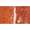 Foliage - 90.7 Square Inches 585 Square cm -- Late Fall Colors, All Scales, Woodland Scenics 56