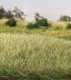 Static Grass 9/32′ 7mm Tall - All Game Terrain -- Light Green, All Scales, Woodland Scenics 6583