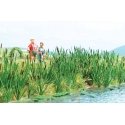 Cattails -- Kit pkg(60), HO, Walthers SceneMaster 4179