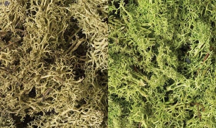Lichen - 48oz 2.84L -- Light Green Mix, All Scales, Woodland Scenics 167