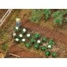 Cabbage & Cauliflower Heads -- 10 of Each, HO, Faller Gmbh 181257