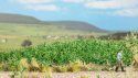 Potato Plants -- Kit pkg(30), HO, Busch Gmbh & Co Kg 1266