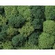 Lichen Double-Pack - 2-3/4oz 78g -- Light & Dark Green, All Scales, Noch Gmbh & Co 8621