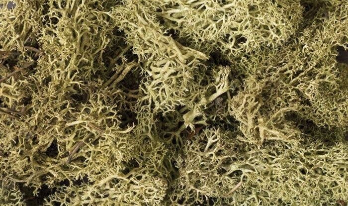 Lichen - 1.5qts 1.4L -- Spring Green, All Scales, Woodland Scenics 161