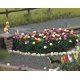 Dahlias -- pkg(120), HO, Busch Gmbh & Co Kg 1219